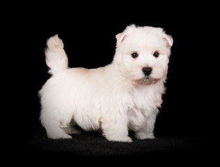 Chiot Westie en studio sur fond noir