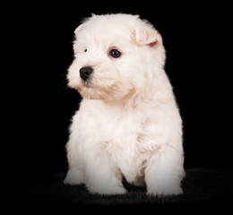 Chiot Westie en studio sur fond noir
