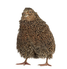Japanese quail isolated on white
