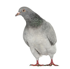 Obraz premium Texan Pioneer Pigeon isolated on white