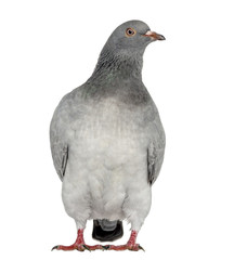 Texan Pioneer Pigeon isolated on white