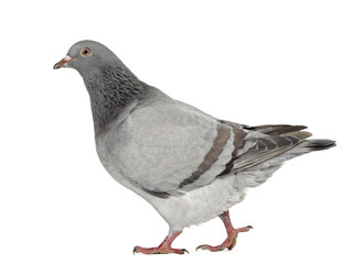 Texan Pioneer Pigeon isolated on white