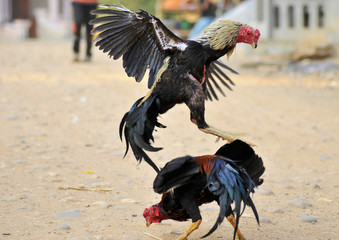 beautiful rooster trained for cockfights