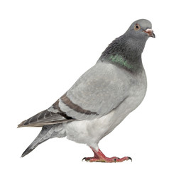Texan Pioneer Pigeon isolated on white
