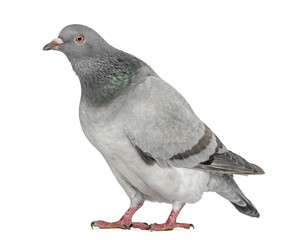 Texan Pioneer Pigeon isolated on white