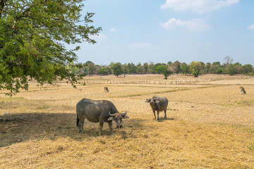 water buffalo under a shade tree on rice field and beautiful sky - copy space
