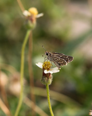 gray butterfly 224