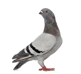 Homing pigeon isolated on white