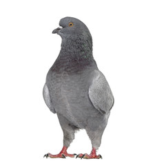 Black King Pigeon isolated on white