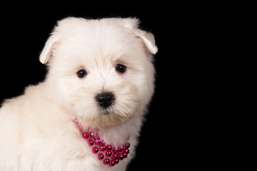 Chiot Westie en studio sur fond noir