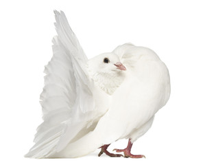 Peacock pigeon isolated on white