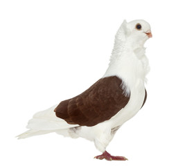 Old German Owl Pigeon isolated on white