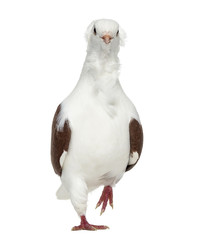 Old German Owl Pigeon isolated on white