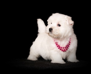 Chiot Westie en studio sur fond noir