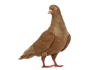 Tumbler belgium pigeon isolated on white
