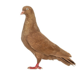 Tumbler belgium pigeon isolated on white