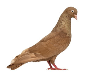 Tumbler belgium pigeon isolated on white
