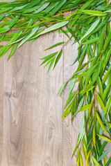 willow branch on a wooden background