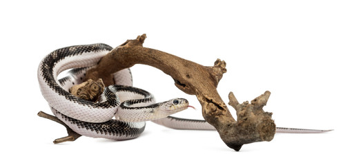 Snake isolated on white