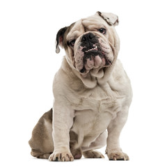 Obraz premium English Bulldog isolated on white