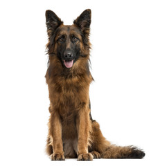 German shepherd isolated on white