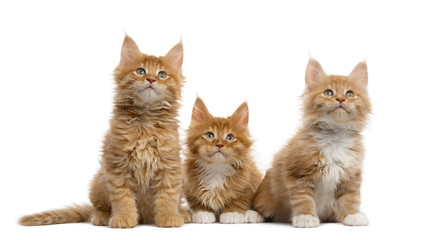 Red Maine coon kitten isolated on white