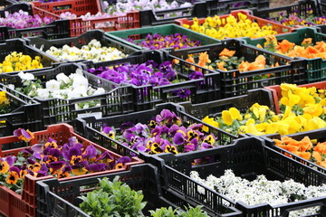 Frühlingsblumen zum Verkauf in einer Gärtnerei