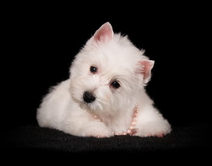 Chiot Westie en studio sur fond noir