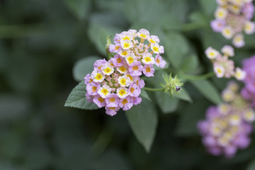pink flowers on  blurred background.