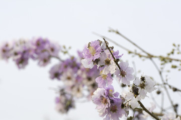 Branches with purple  flowers on a background sky .