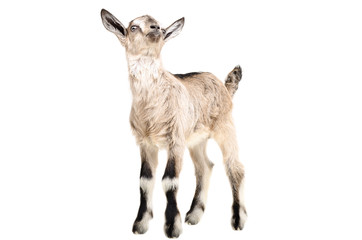 Portrait of a young goat