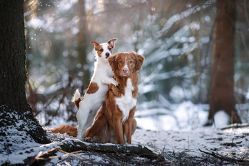 Dog breed Nova Scotia Duck Tolling Retriever and Jack Russell Terrier in winter park