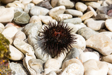Sea urchin on a white pebble.