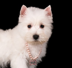 Chiot Westie en studio sur fond noir