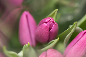 Purple tulip,spring flowers
