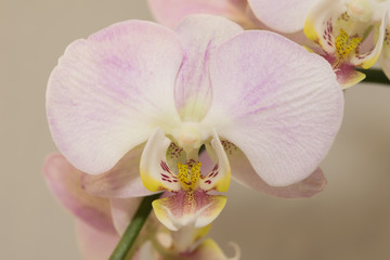 Naklejka na ściany i meble Beauty orchids,flower