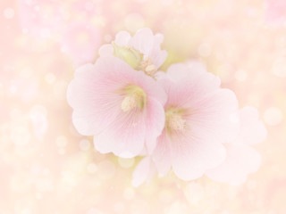 Flower background 29