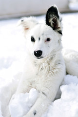Un cane sulla neve