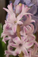 Hyacinth,flower,spring