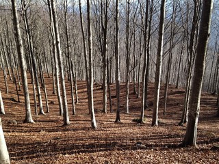 Bosque de hayas, Italia 