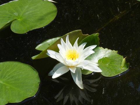 White water lily on calm pond surface