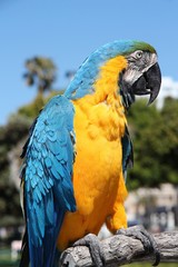 Blue and yellow macaw