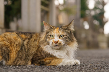 Obraz premium 猫