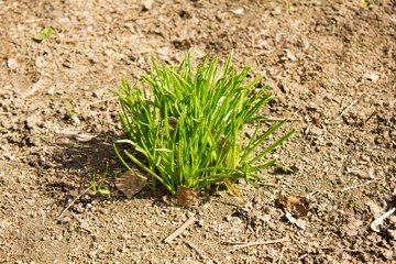  Sprout of green grass 