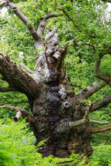 Gnarled ancient Oak tree standing in Sherwood Forest
