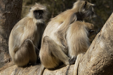 Family of Langur monkeys sitting on a tree branch in Ranthambore, India. 