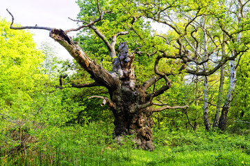 Ancient decaying trees in Sherwood Forest appear to be alive....Tree-Being reaches out