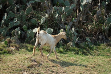 Obraz na płótnie Canvas Goats roam freely in the dry area of sand and cactus. The location is in Binh Dinh province, Vietnam.