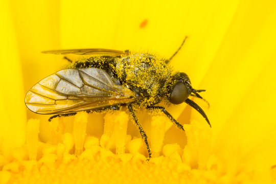Small fly in yellow crown daisy covered in pollen