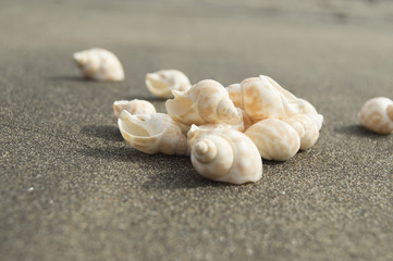 Shell